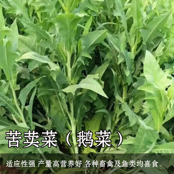 苦荬菜种子 多年生牧草 猪牛羊鸡鸭鹅苦麻菜苦麦菜苦买菜苦卖菜