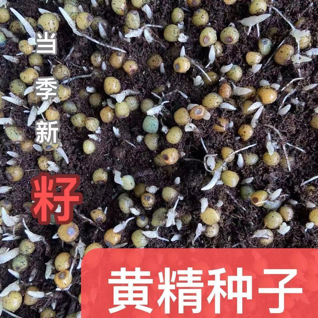 正宗云南黄精种子多花黄精种子不倒苗黄精种籽老虎姜四季黄精苗子图片