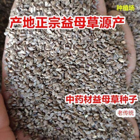种子药材种子食用籽四季易种阳台蔬菜种子