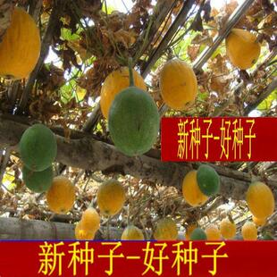 吊瓜子瓜蒌种子天花粉栝楼中药材树种