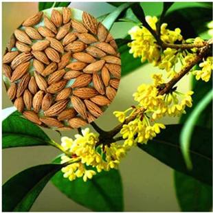 新采桂花籽 桂花树种子 金桂 丹桂 沉香桂 四季桂花种子 桂花种子