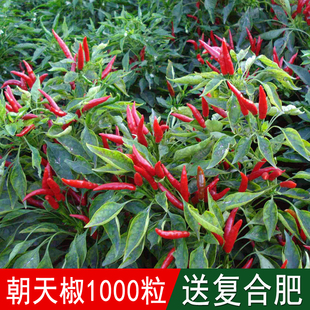 溢芳种业出售蔬菜籽辣椒朝天椒种子小辣椒望天椒阳台庭院均可