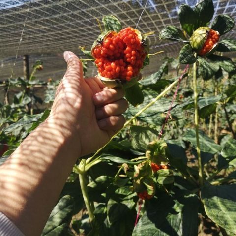 【当年新种子】云南重楼种子七叶一枝花大叶高杆重楼籽独角莲图片