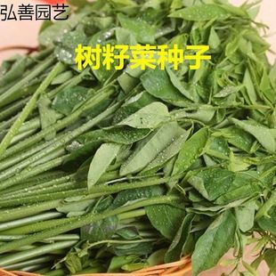 树籽菜种子 五指山树菜种子 五指山野菜 越南菜种子