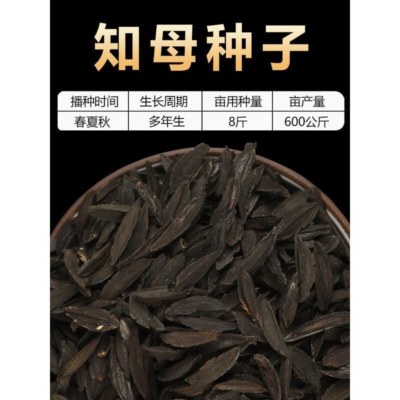 毛知母种子2021新地参子籽种中草药材植物知母种孑春季四季种植