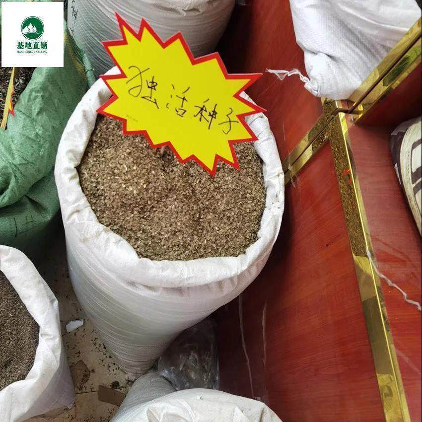 独活种子散装野生岷县独活种籽中药材种植苗苦参党参种孑