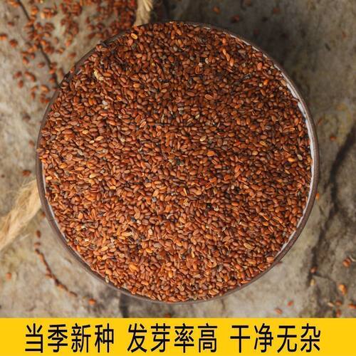 党参种子特级新鲜党参种籽岷县材当参党归黄芪苗种孑种植