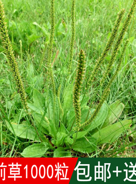 药材种籽车前草种子野菜种子车前子青猪耳草平车前五根草牛甜菜