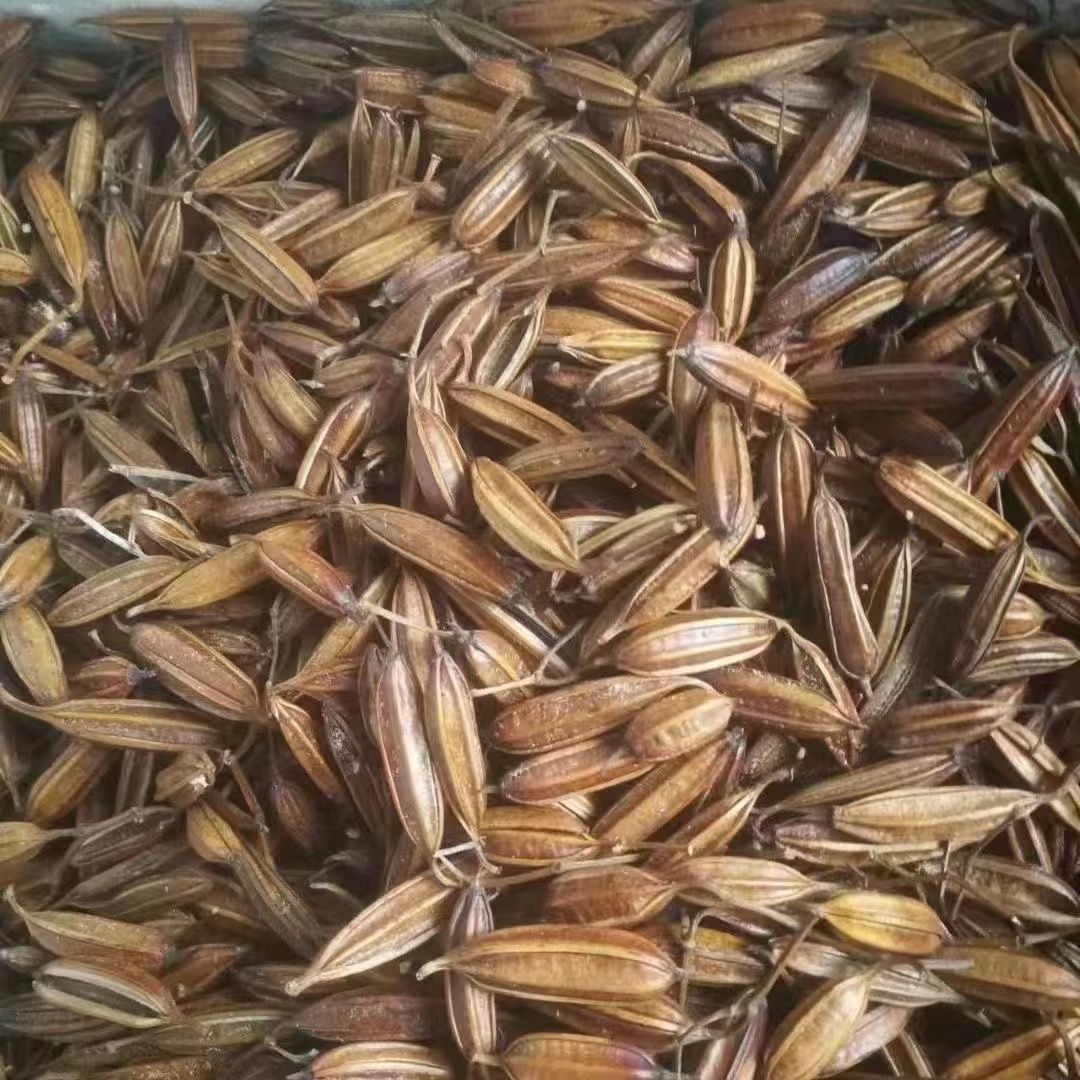 毛慈菇果夹正宗水白芨冰球子苗名贵中药材果夹种子中药材种子