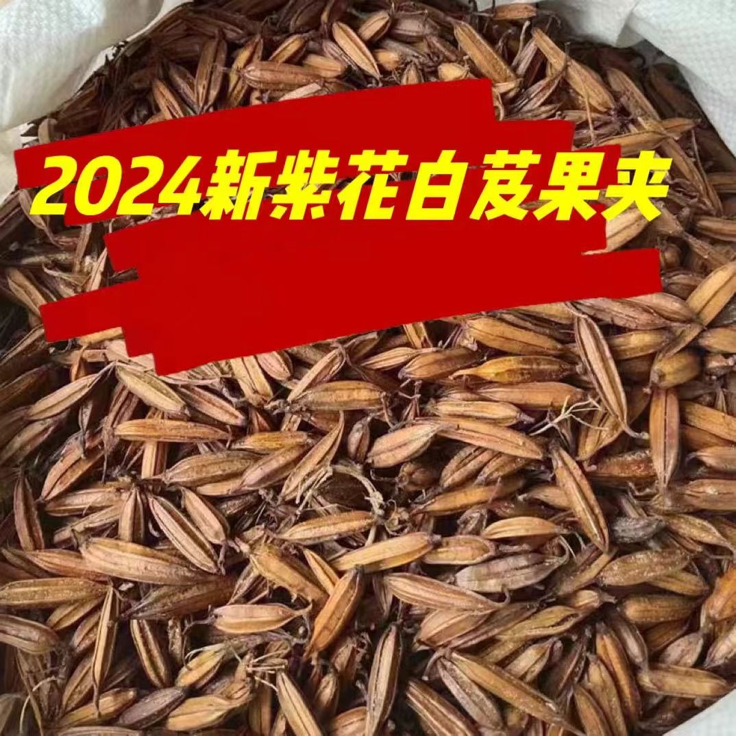 新采药材种子/白芨种子/紫花白芨种籽/紫花大白芨种子果夹图片