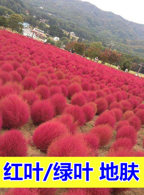 秋季易活室外草本植物红叶地肤绿叶地肤种子庭院公园速生花草