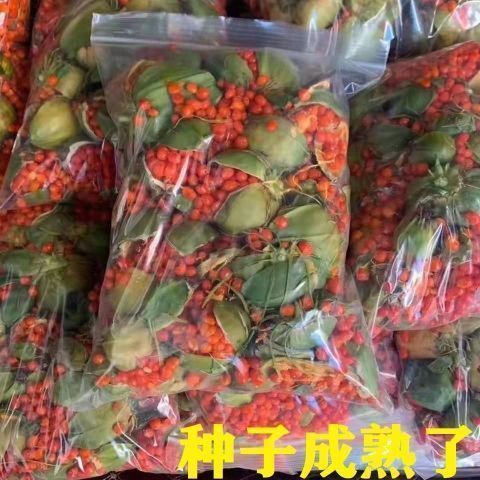 药材种子种苗 独角莲 华重楼 滇重楼种籽 四川七叶一枝花种子 50图片