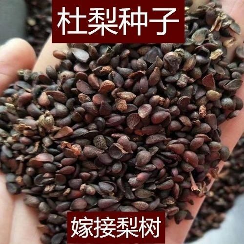 杜梨种子 棠梨树种子 嫁接梨树砧木 海棠梨 野梨 子林木种子 包邮