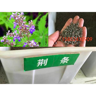 荆条种子 护坡灌木种子 道路护坡 铁路护坡花卉苗木种子 护坡种子