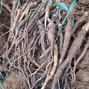 南沙参种籽四季种植论斤卖药材种籽中药材南沙参种籽南沙参种子