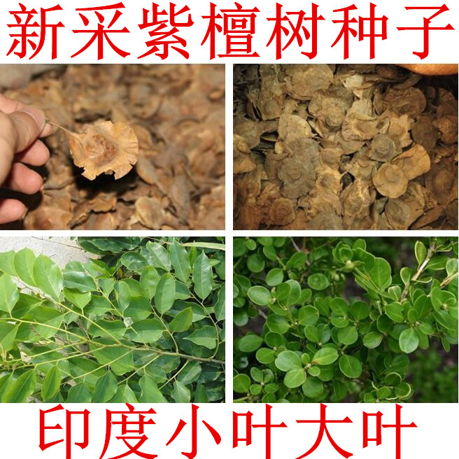 印度小叶紫檀种子 羽叶檀 青龙木 黄柏木 檀香树种子 名贵木材籽