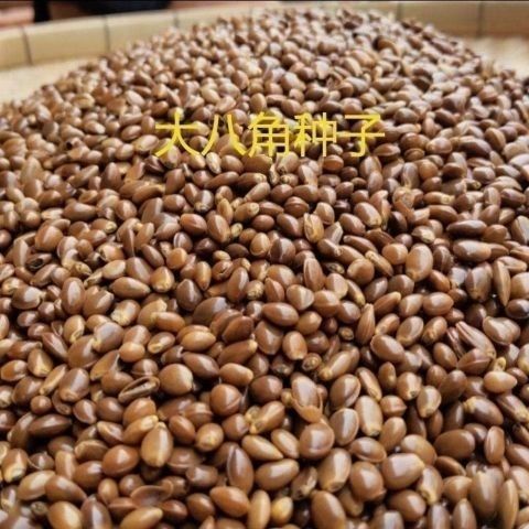 大红八角树种子八角籽大茴香树种籽调料大料大八角八角树八角种籽