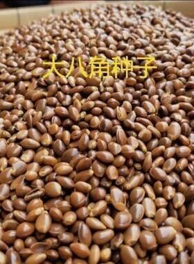大红八角树种子八角籽大茴香树种籽调料大料大八角八角树八角种籽