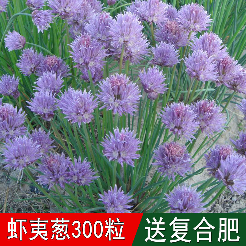 花海虾夷葱大花葱种籽子四季开花室内外易活植物庭院花草观赏性高
