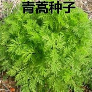 青蒿种子白蒿草青蒿素香蒿草蒿蒿邪蒿茵陈蒿种子观叶药材