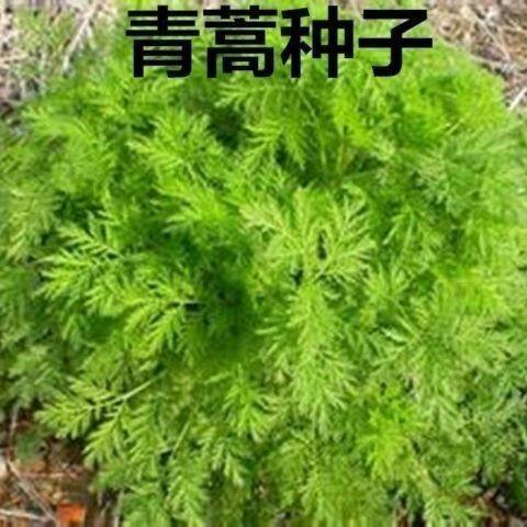 青蒿种子白蒿草青蒿素香蒿草蒿蒿邪蒿茵陈蒿种子观叶药材