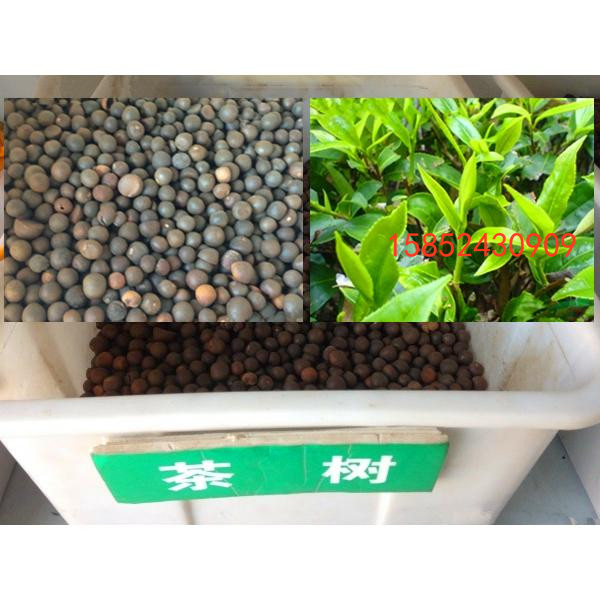茶树种子 林木种子 油茶种子当年新采 发芽率高 包邮