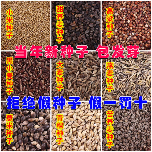 散装甜荞麦苦荞麦种子红高粱大麦小麦黑小麦燕麦薏米青稞包邮种子