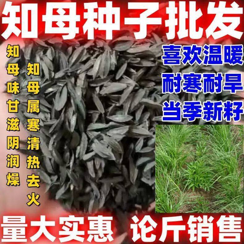 论斤卖当季新籽材知母种子知母种籽材种籽散装包邮