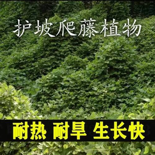 葛藤种子葛根爬山虎牵牛花油麻藤山边坡矿区绿化护坡爬藤植物种籽