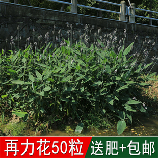溢芳种业水生花卉再力花种子别名水竹芋水莲蕉塔利亚多年生草本