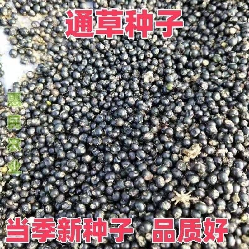 大通通草种子发芽率当季新采草芽率保障中草药材草根木通包邮图片