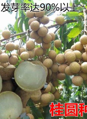 果树种子龙眼/桂圆种子果实多果粒大 耐寒品种果蔬种籽包邮