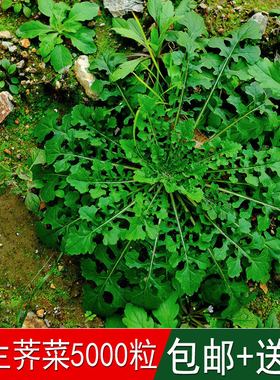 绿色养生蔬菜种野生荠菜种子菱角菜口感好营养丰富耐寒蔬菜籽