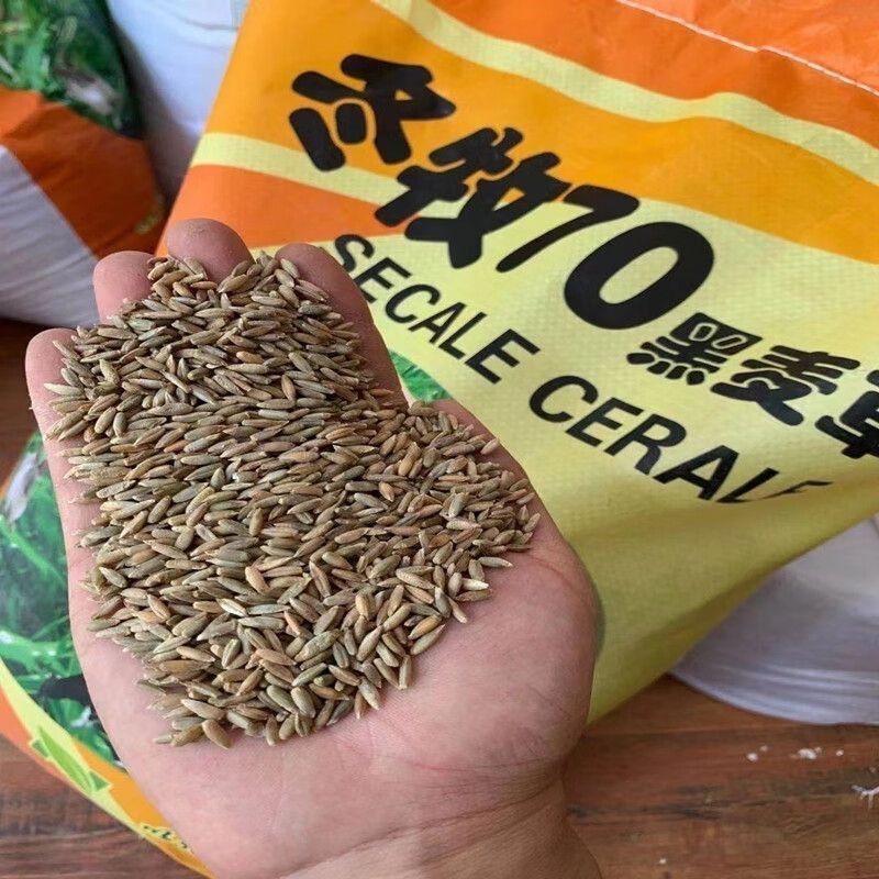 冬牧70黑麦草种籽宽叶黑麦草牧草种子鱼草养牛草种猪羊鸡鸭鹅