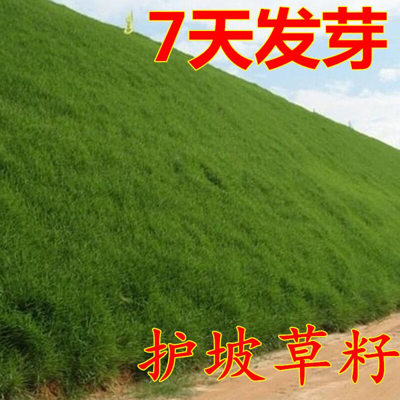 护坡固土草种 护坡草种子草籽 绿化草坪种子四季青耐旱抗热护坡王
