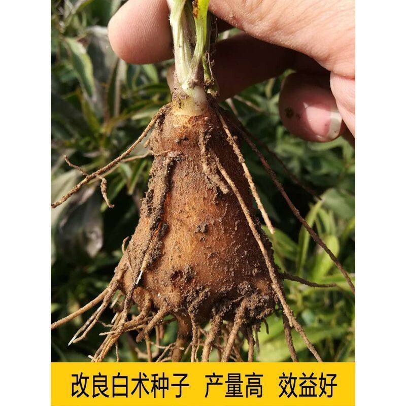 白术种子种苗亩产3500斤高产量高收益中药材改良白术种籽春季种植