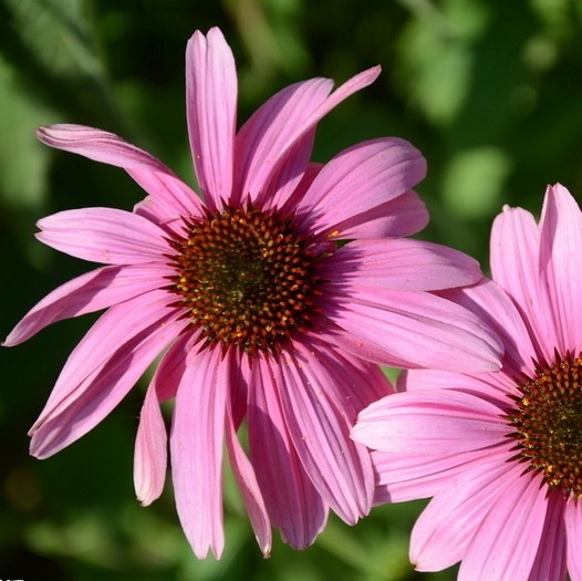 松果菊景观工程绿化易活宿根花卉