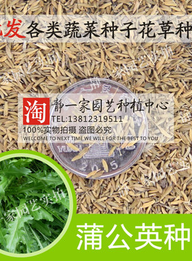 野生蒲公英种子野菜种子种籽四季婆婆丁春秋冬季种植药用盆栽蔬菜