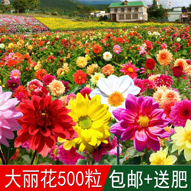 溢芳种业花海专用大丽花种子小丽花大理花天竺牡丹东洋菊大丽菊花