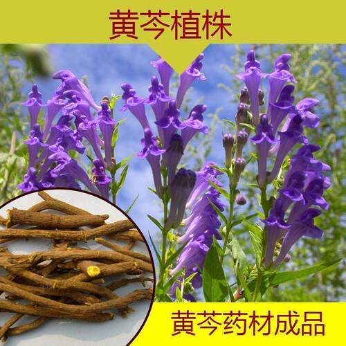 药材种子纯新黄芩种子 黄芩籽春夏秋播种干旱地可种