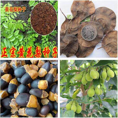 印度小叶紫檀种子红木白檀海南