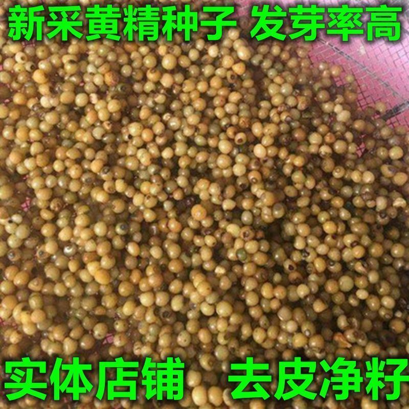 多花不倒苗黄精种子玉竹云南滇黄精鸡头精黄精种籽老虎姜新鲜黄精图片