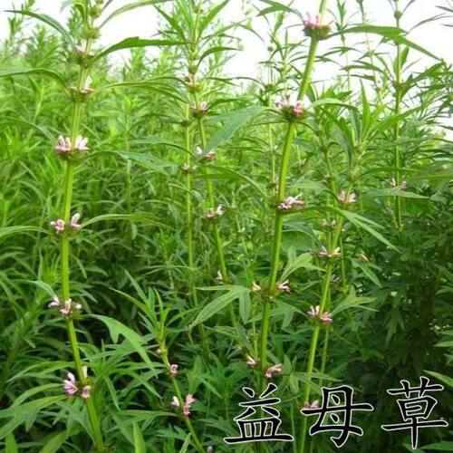 野生益母草种子四季播种易活中药益母草种子可以食用克包邮