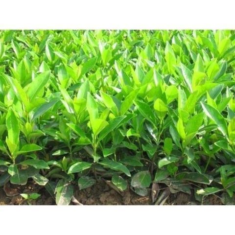 法国冬青种子 冬青种子 冬青卫矛种子 红果冬青 冬青树种子包邮