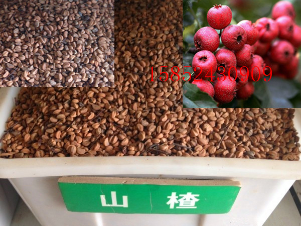 果树种子 山楂种子 山楂树种子 山里果种子 山里红种子 林木树种