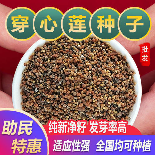 新鲜穿心莲种子苦胆草种籽嫩叶可泡茶入药家庭园艺种子