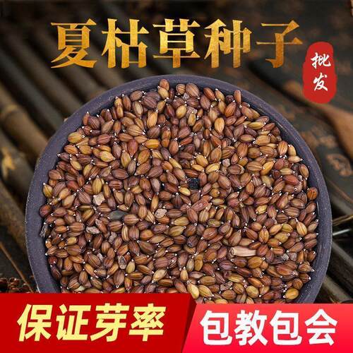 夏枯草种子材种籽白毛夏枯草种籽子四季种植散装阳台盆栽苗孑