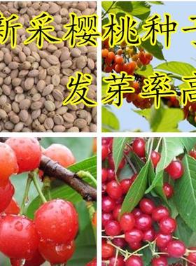 嫁接樱桃种子 山樱 车厘子 野生毛樱桃红灯拉宾斯黑黄樱桃树种子