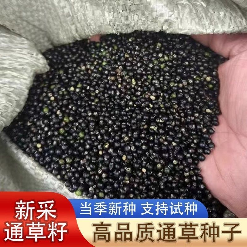 大通草种子新采摘发芽率高有保障优质大通草籽中草药材基地直发图片
