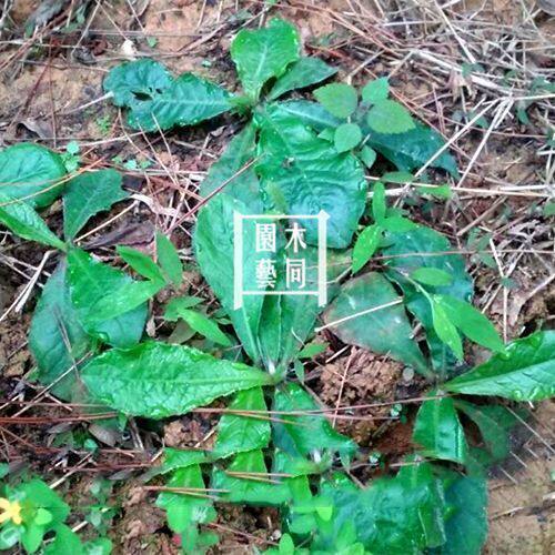地胆头种子 地胆草种子煲汤药膳野生材植物盆栽 满包邮